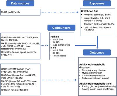 The impact of age-specific childhood body-mass index on adult cardiometabolic traits: a Mendelian randomization study